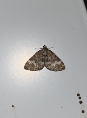 Perizoma alchemillata