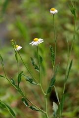 Boltonia montana