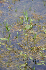 Boltonia montana