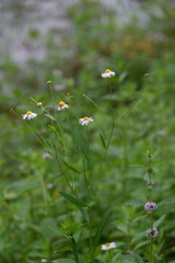 Boltonia montana