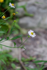 Boltonia montana