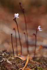 Utricularia delicatula