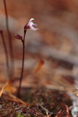 Utricularia delicatula