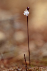 Utricularia delicatula