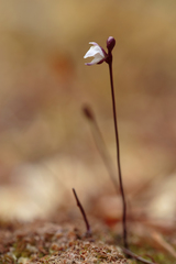 Utricularia delicatula