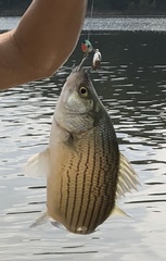 Morone chrysops × saxatilis
