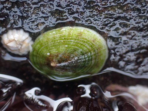 Tortoiseshell Limpet