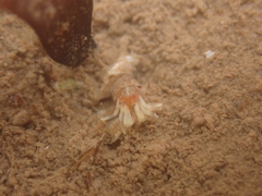 Pagurus acadianus