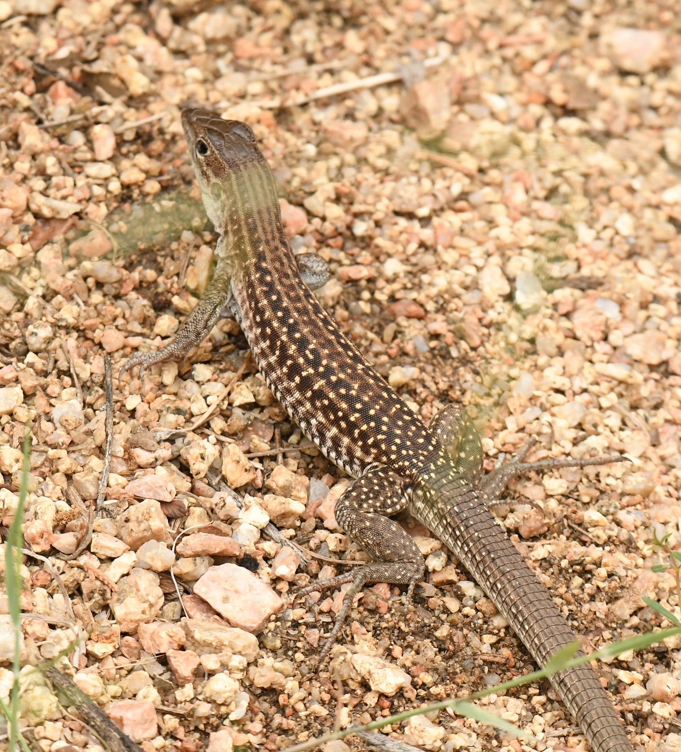 Chihuahuan Spotted Whiptail (Aspidoscelis exsanguis