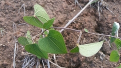 Dioscorea heteropoda