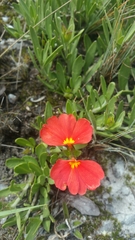 Crossandra grandidieri