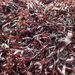 False Irish Moss - Photo (c) Ian Manning, some rights reserved (CC BY), uploaded by Ian Manning
