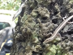 Cryptoblepharus metallicus