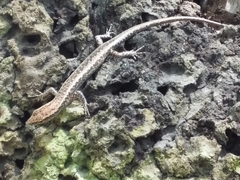 Cryptoblepharus metallicus