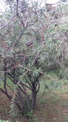 Hippophae rhamnoides