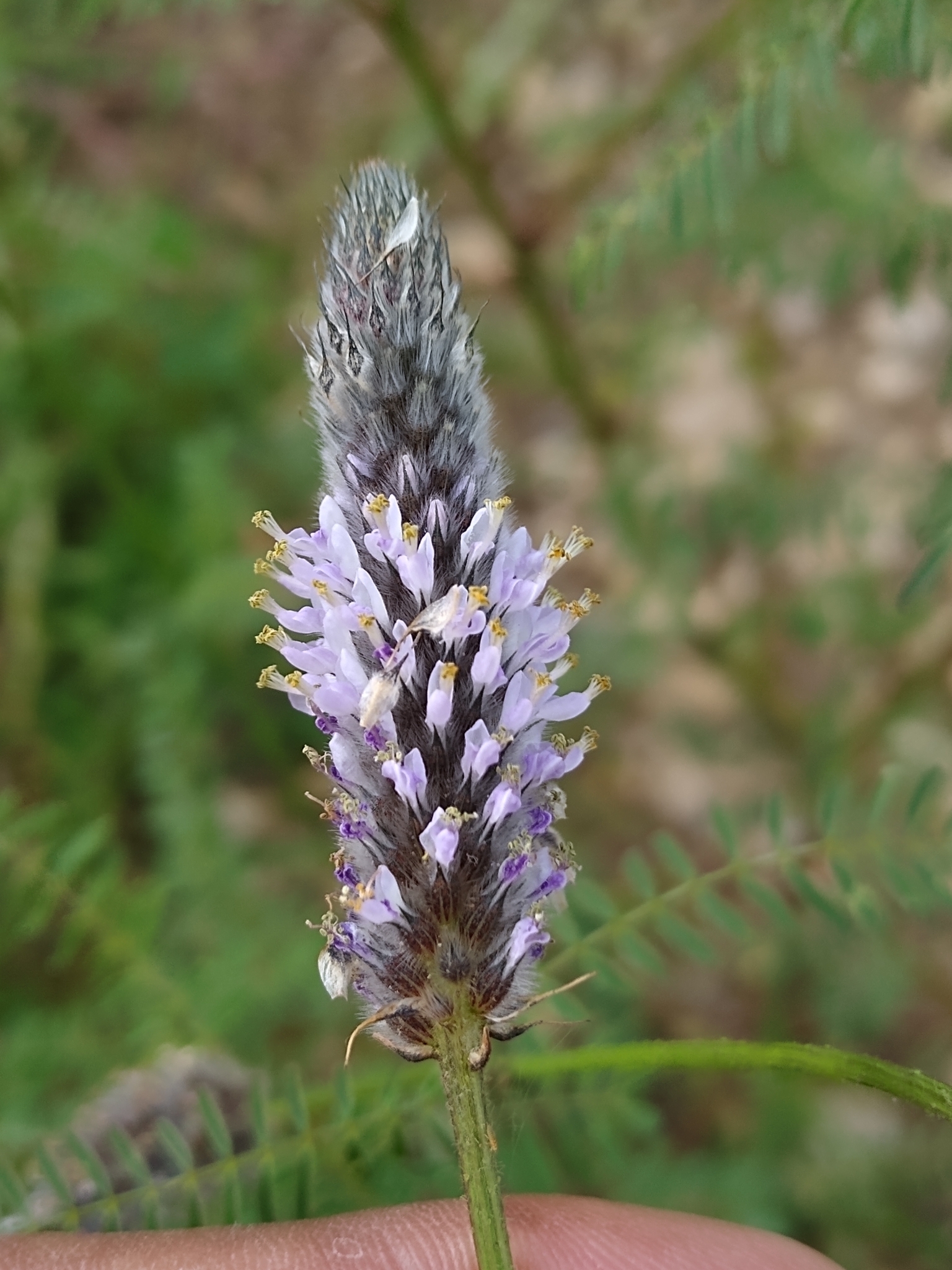 Dalea leporina