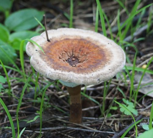 red-staining stalked polypore
