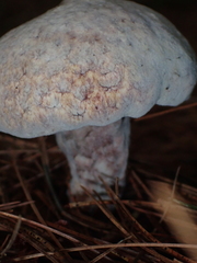 Hypomyces completus