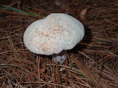 Hypomyces completus