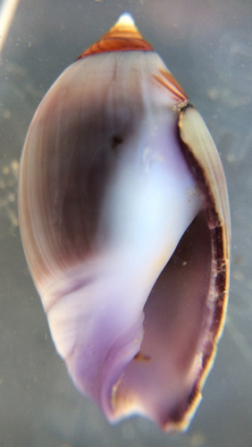 Purple Olive Snail