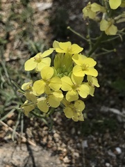 Erysimum flavum
