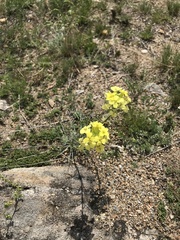 Erysimum flavum