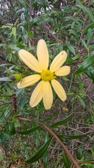 Senecio macroglossus