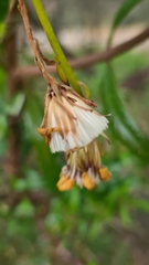 Senecio macroglossus