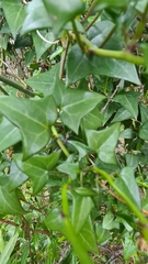 Senecio macroglossus