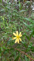 Senecio macroglossus