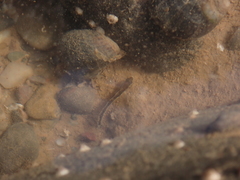 Ulvaria subbifurcata