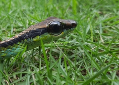Dendrelaphis formosus