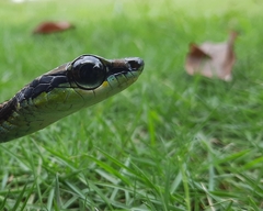 Dendrelaphis formosus