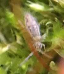 Entomobrya intermedia