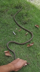 Dendrelaphis formosus