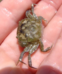 Hemigrapsus crenulatus
