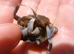 Hemigrapsus crenulatus