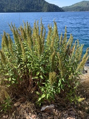 Artemisia suksdorfii