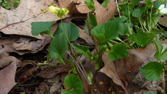 Viola eriocarpa