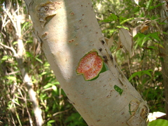 Bursera ariensis
