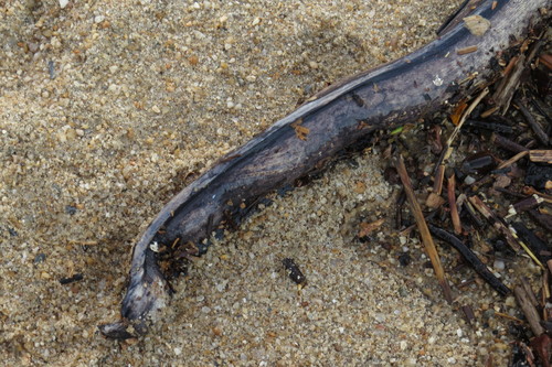 Strophidon sathete