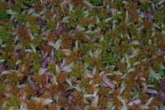 Sphagnum cristatum