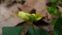 Viola eriocarpa