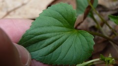 Viola eriocarpa