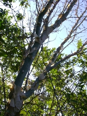 Bursera ariensis