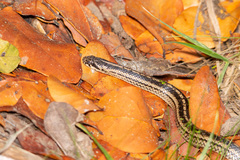 Galvarinus chilensis