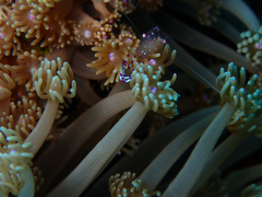 Ancylomenes sarasvati