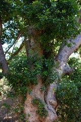 Beilschmiedia miersii