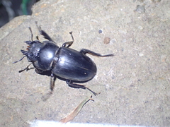 Lucanidae