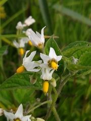 Solanum nigrescens